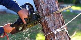  Riesel, TX Tree Services Pros